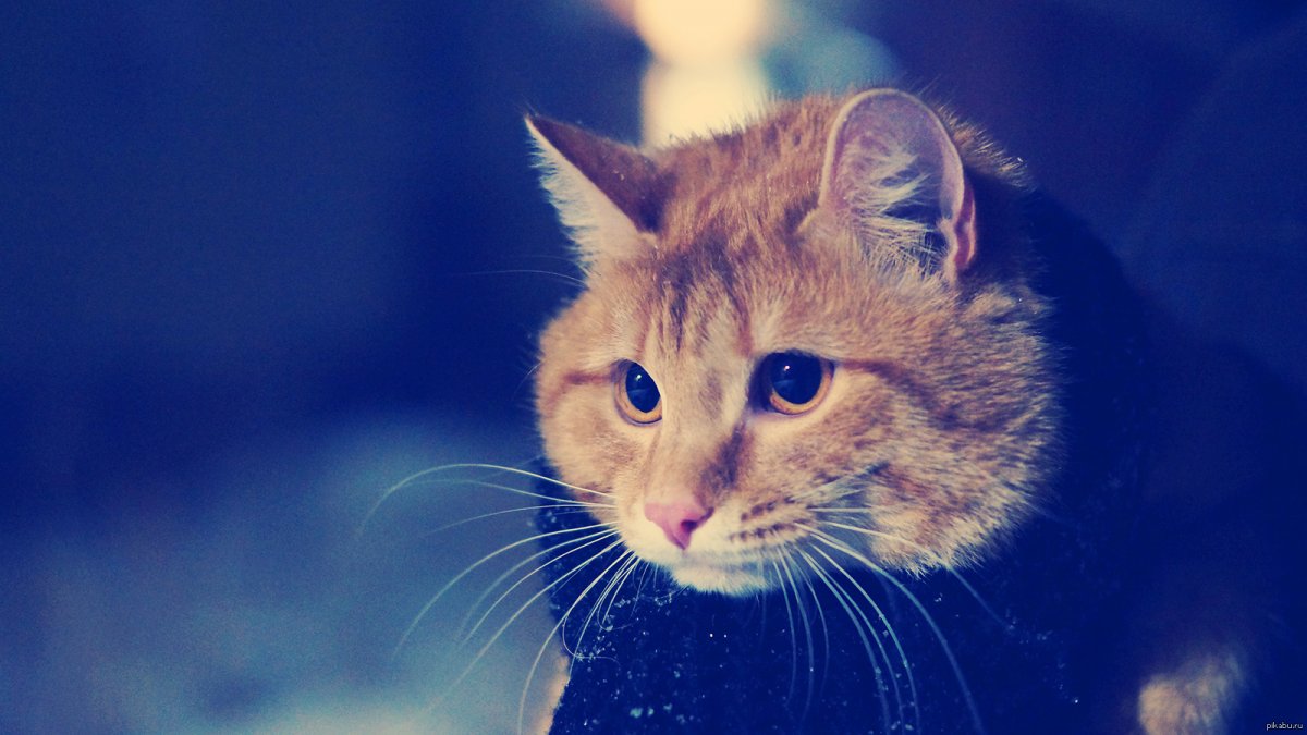 Котята на рабочий стол