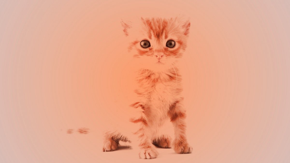 Обои на телефон котики