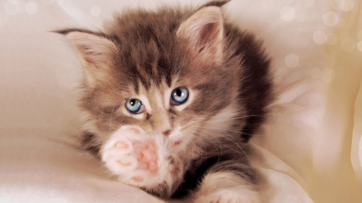 Милые котятки