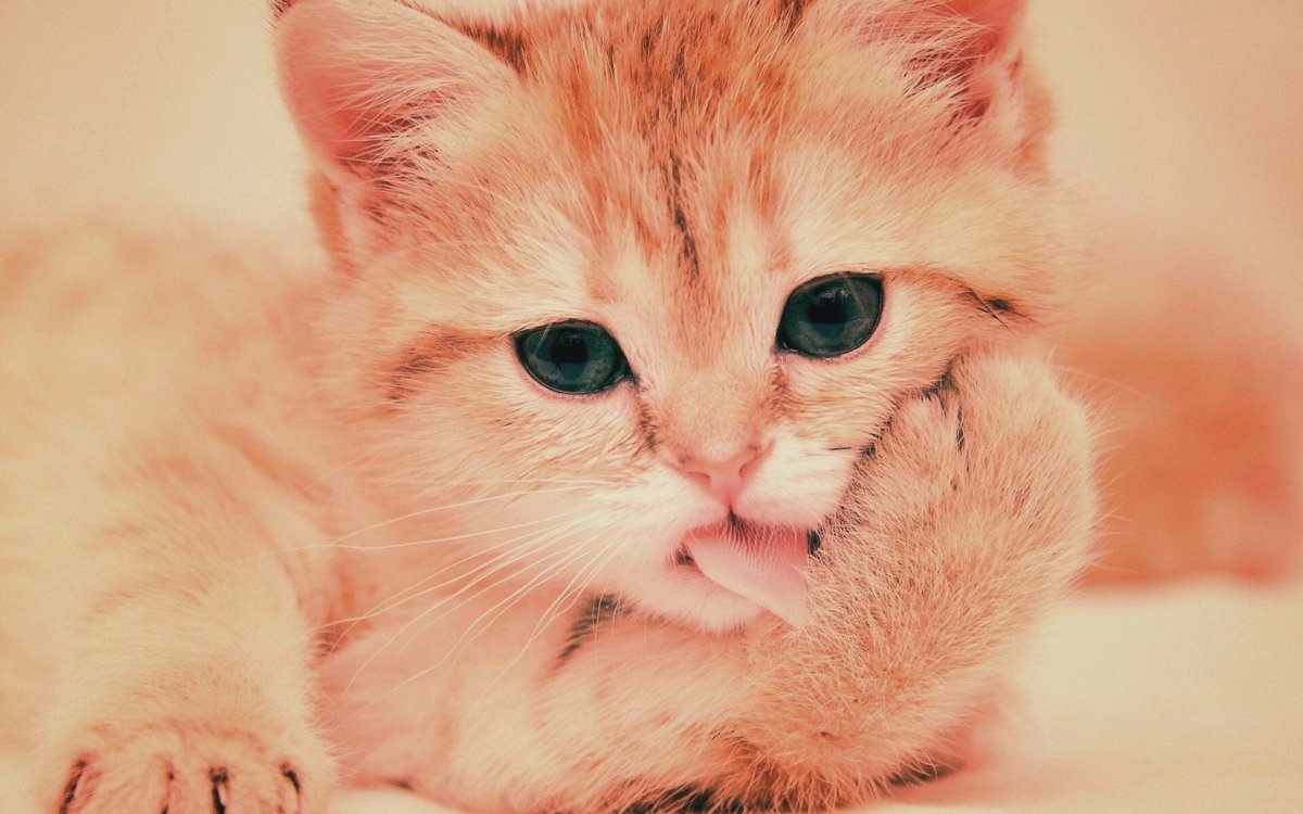 Милые котики