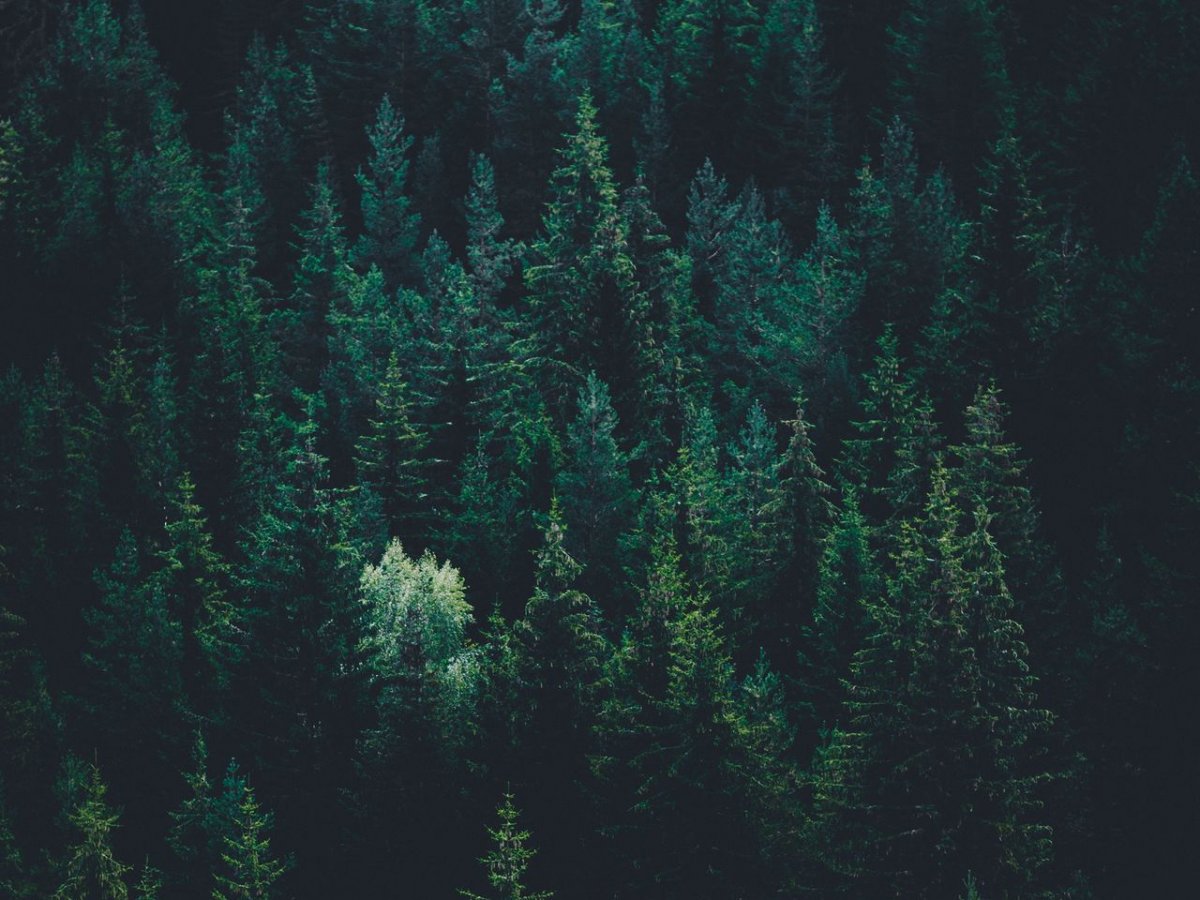 Мрачный лес