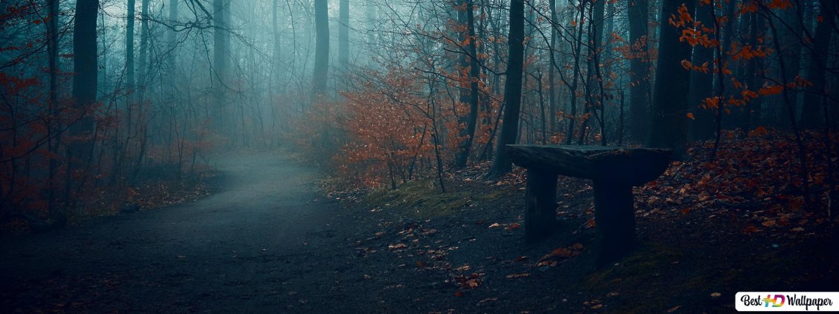 Лес в тумане