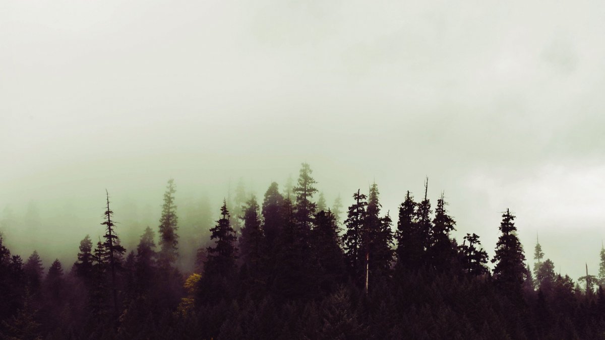 Лес тёмный мрачный