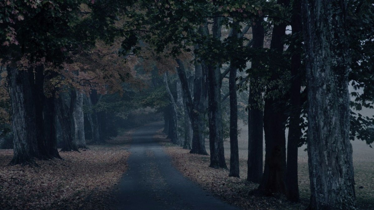 Лес тёмный мрачный