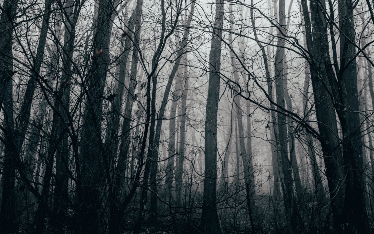 Лес темный для ФШ