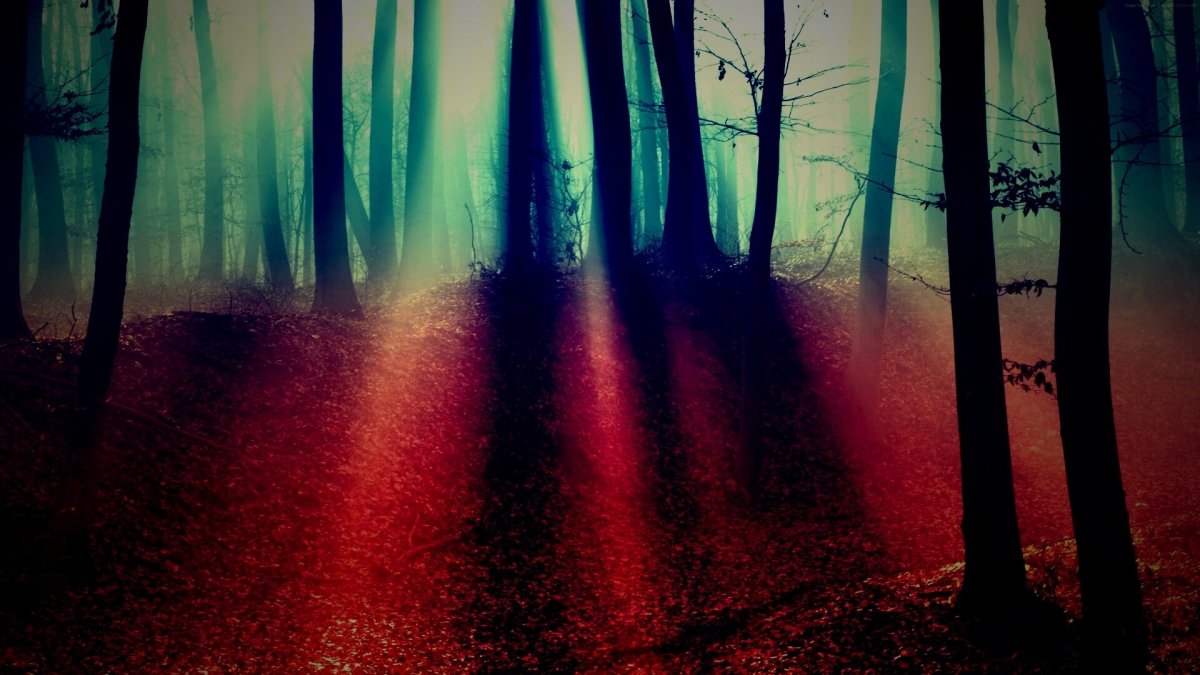 Панорама ночного леса