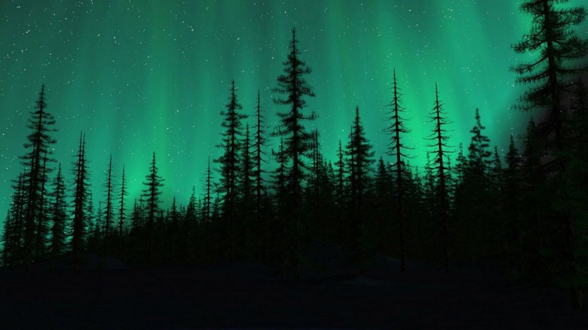 Темный еловый лес