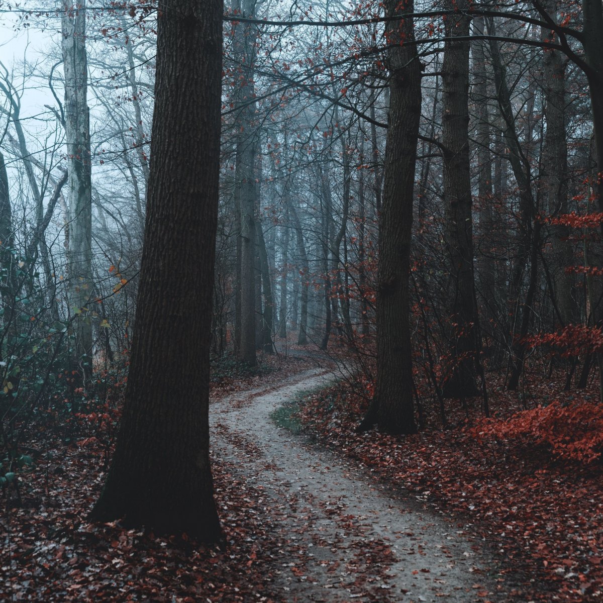 Темный лес Геншин