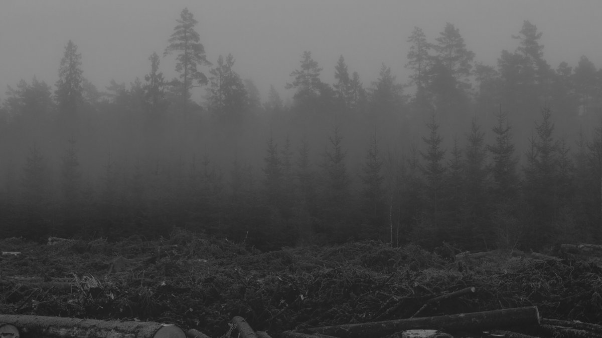 Лес на горизонте