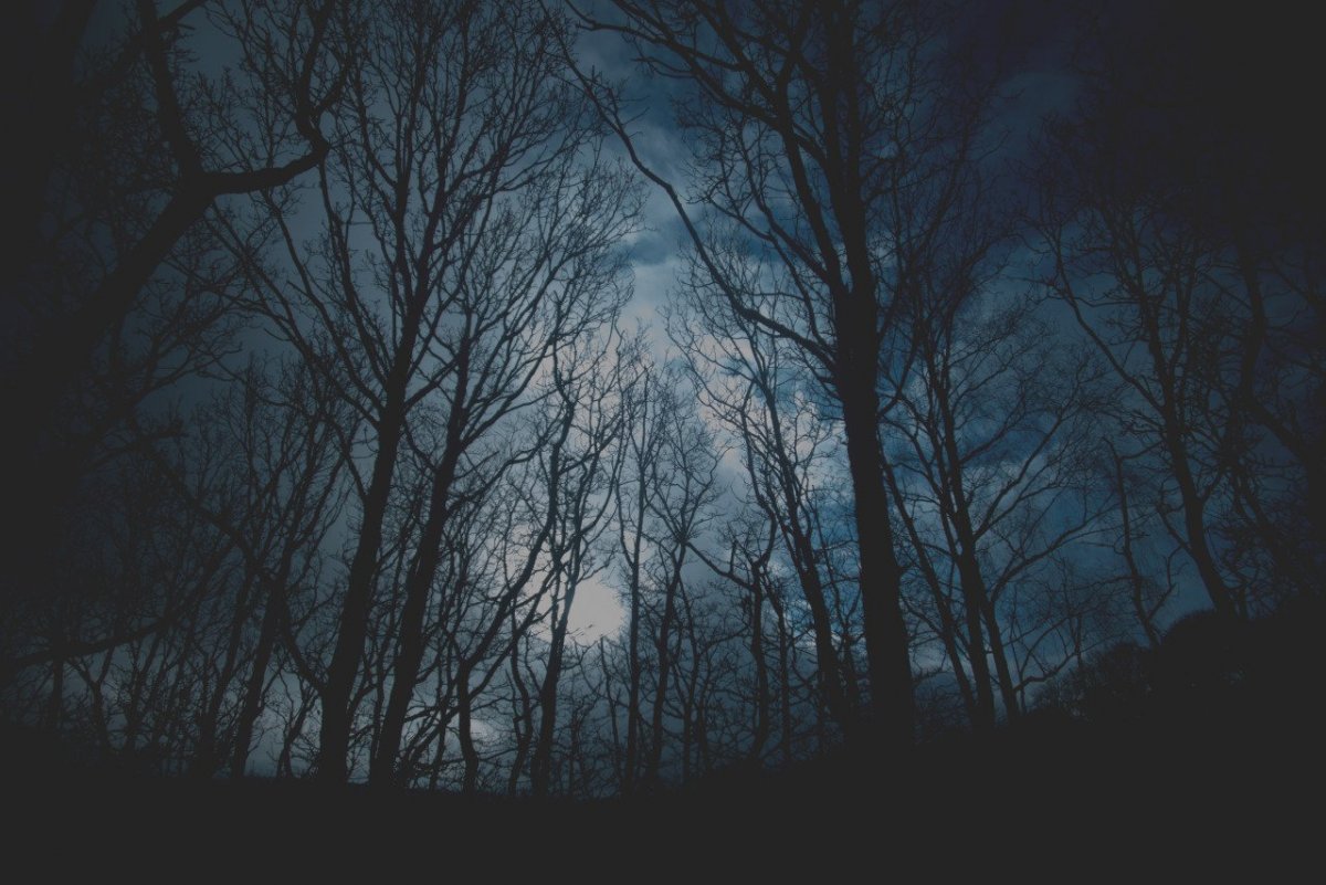 Мрачный лес