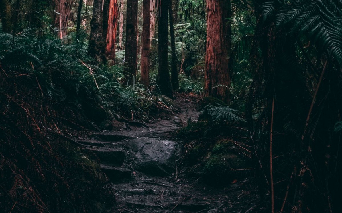 Темный лес референс