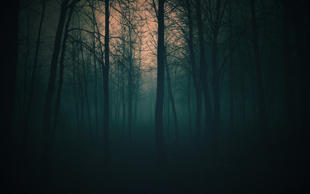 Лес тёмный мрачный