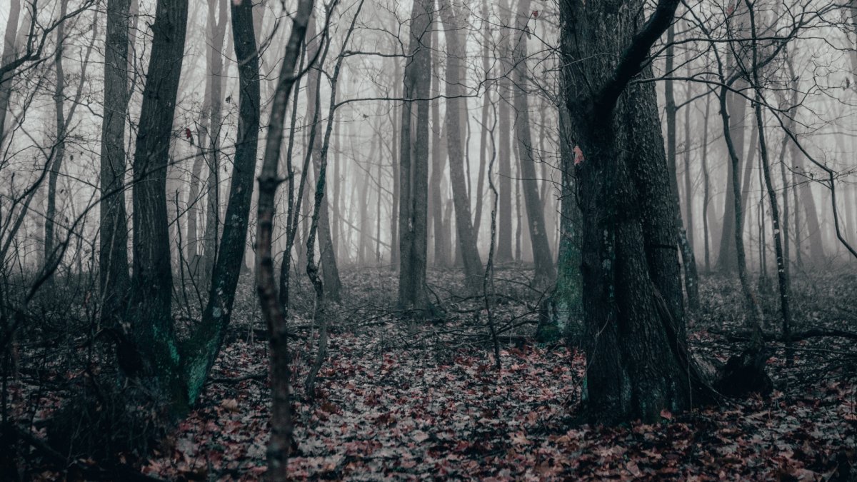Страшный лес