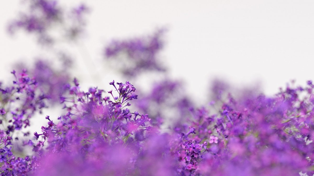 Фиолетовый фон