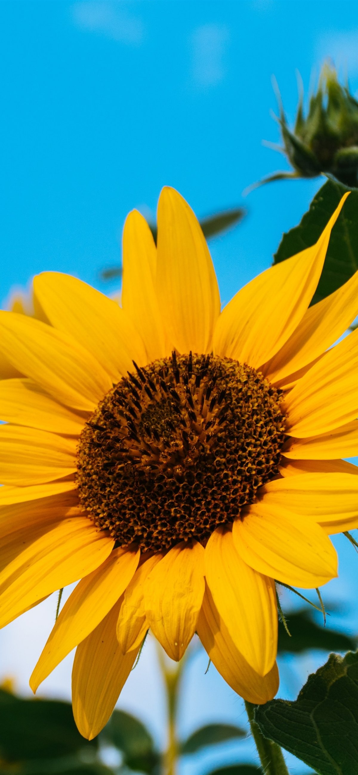 Подсолнухи на голубом фоне