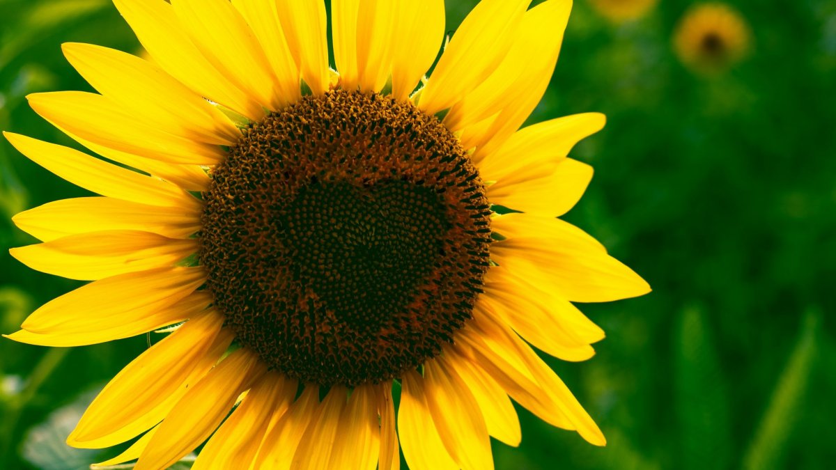 Обои цветы Подсолнухи