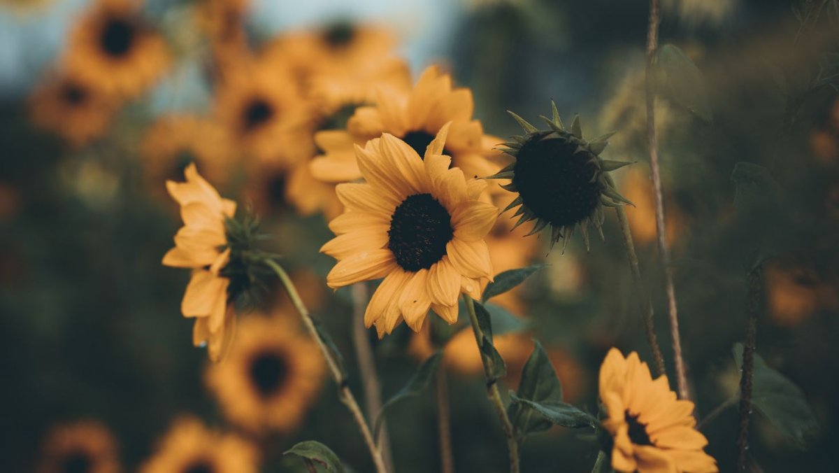 Подсолнух Минимализм