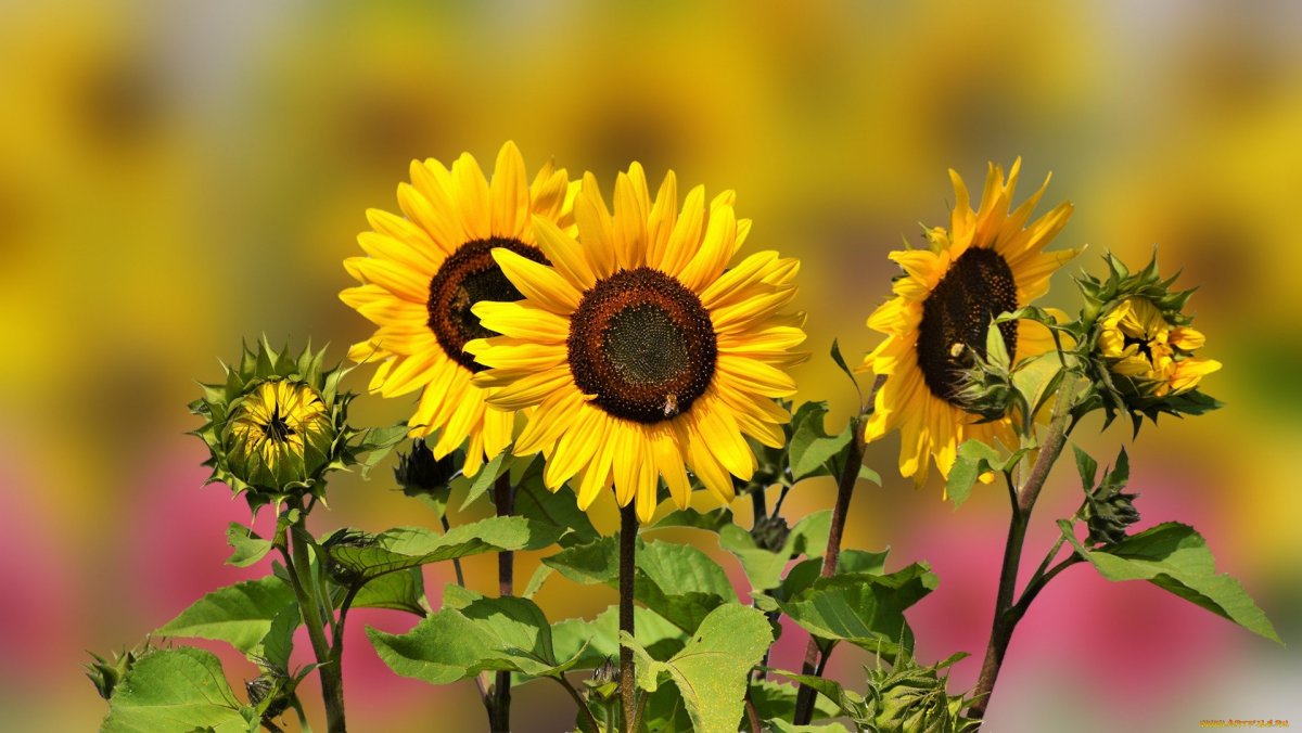 Подсолнухи НЕРАСКРЫВШИЕСЯ