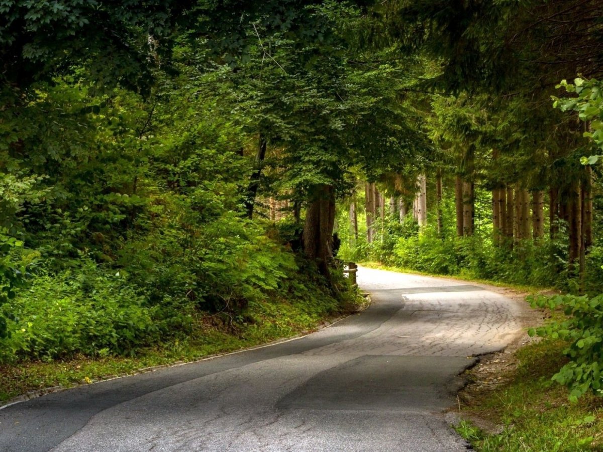 Лесная дорога с боку