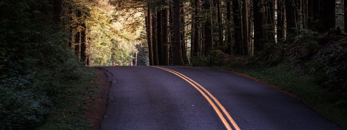 Дорога рядом с лесом