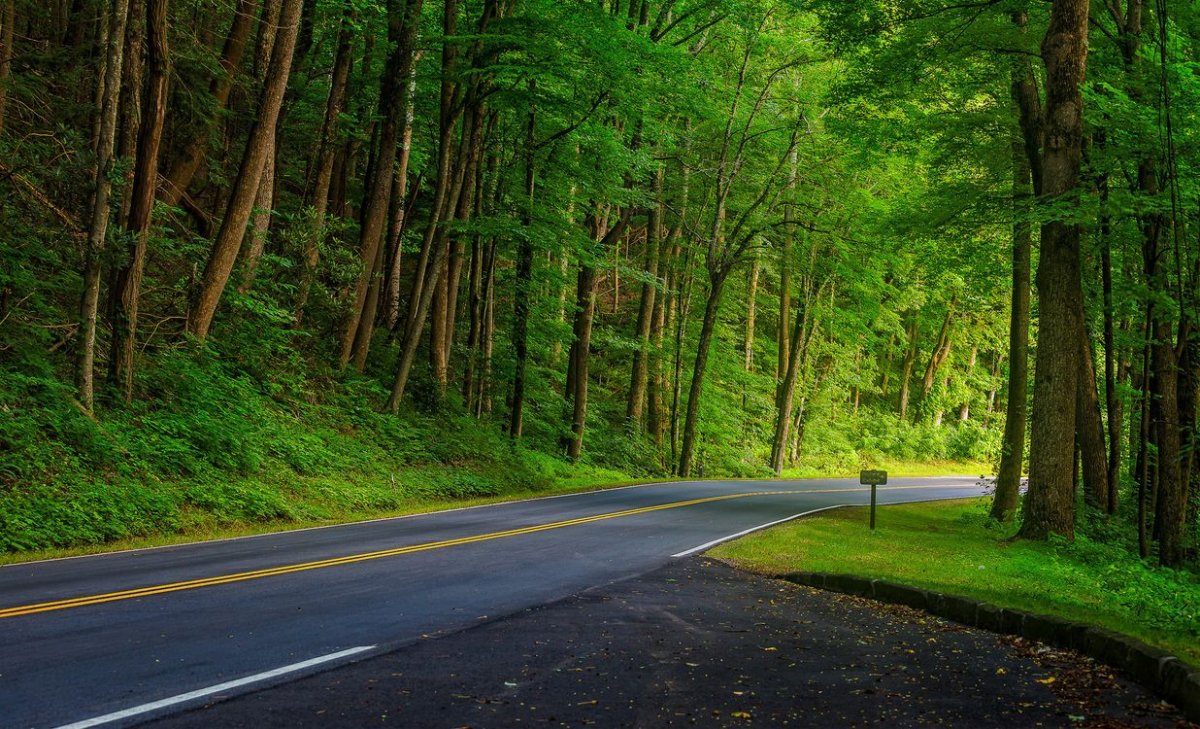 Обои дорога в лесу