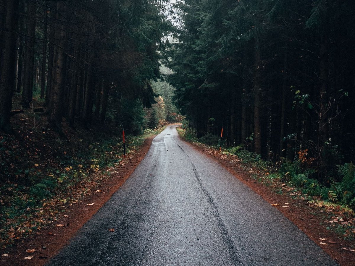 Дорога вдоль леса фото