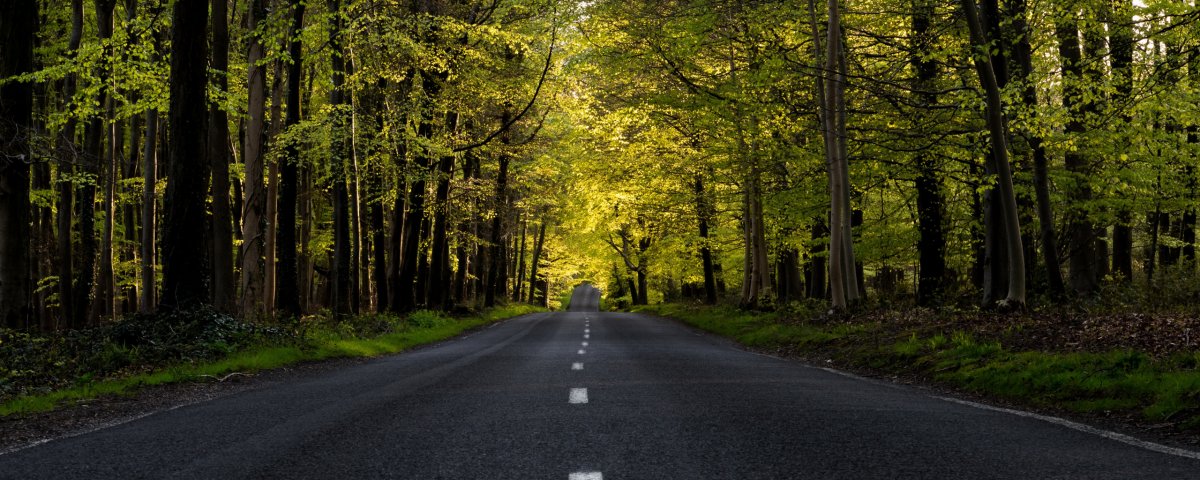 Эстетика дороги в лесу