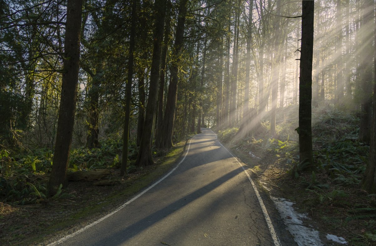 Дороги через лес
