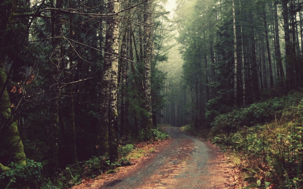 Дорога в лес на Светлом фоне