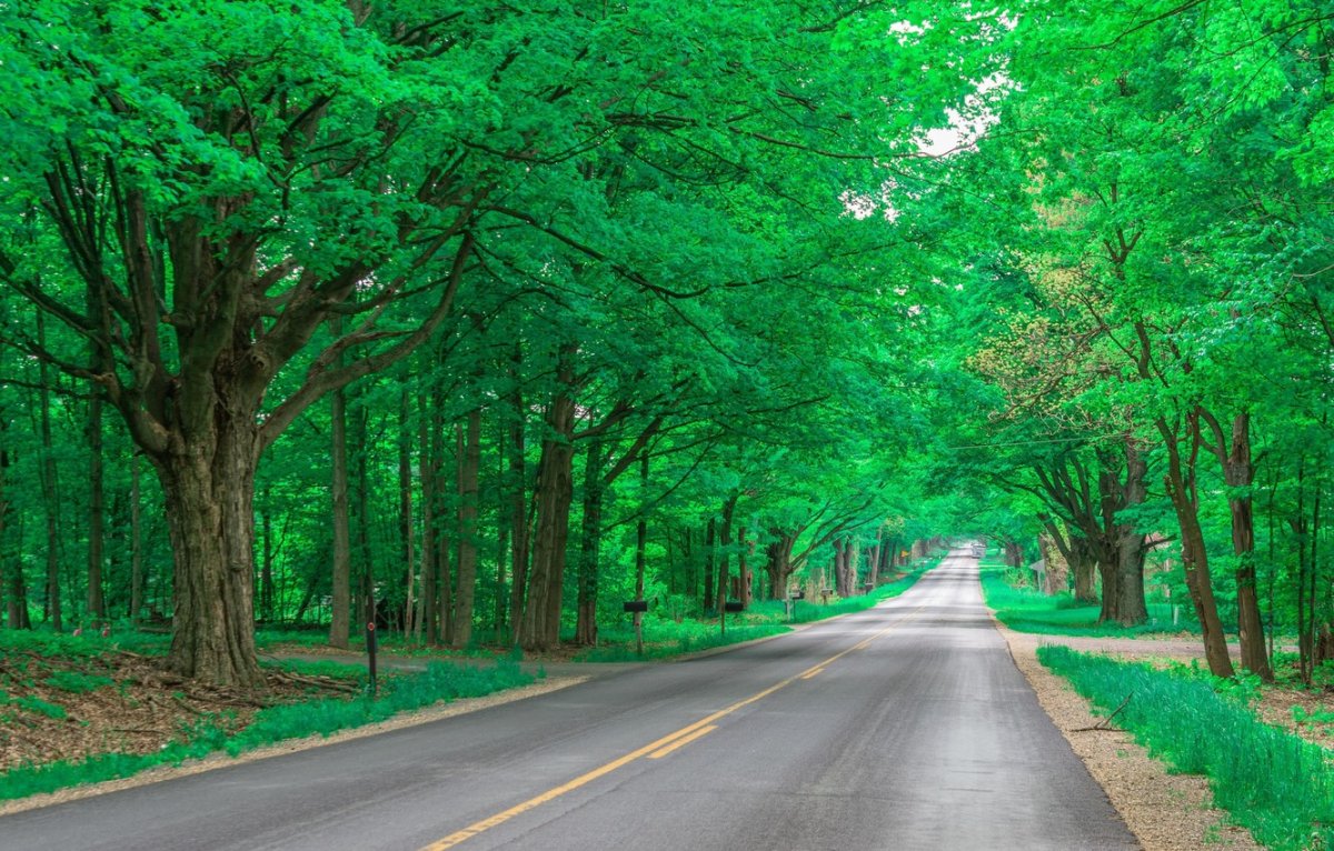 Дорога уходящая в лес