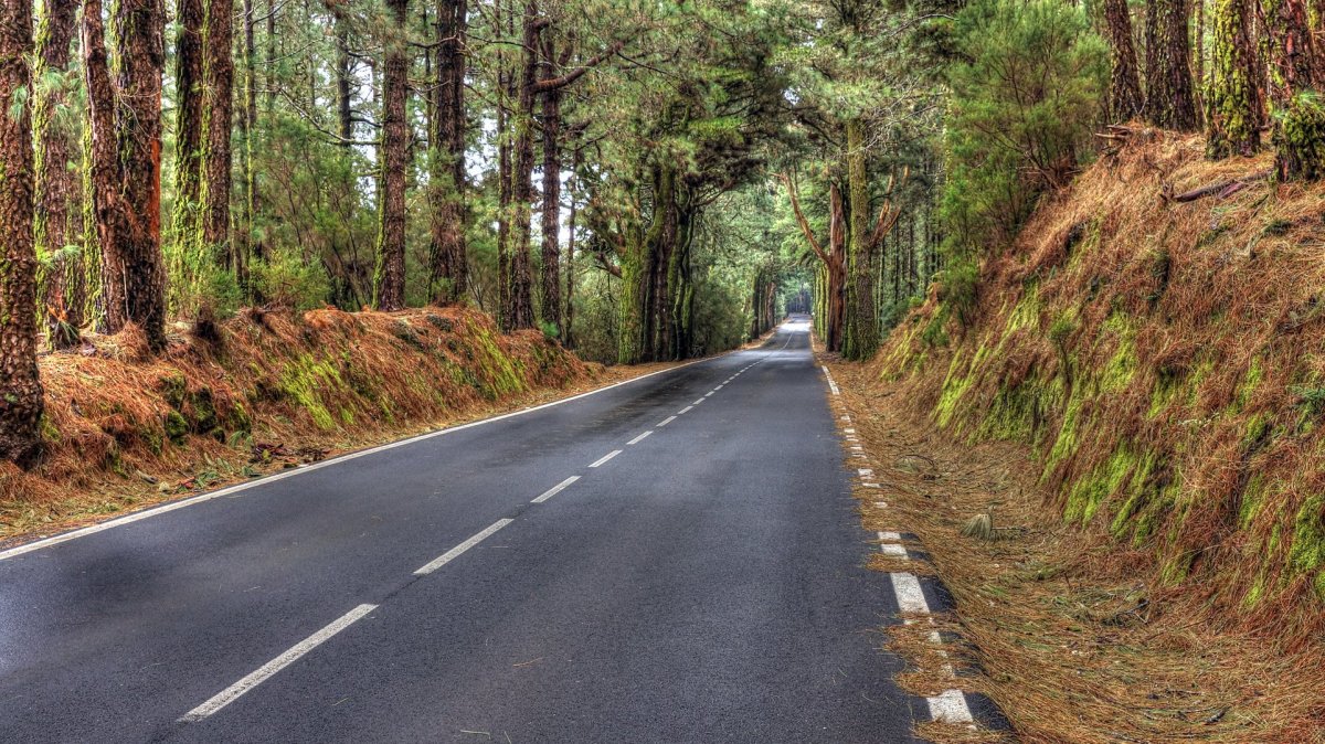 Обои дорога в лесу