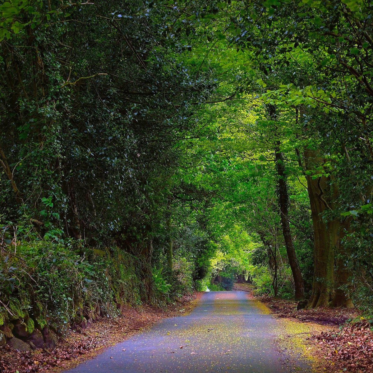 Автобус на Лесной дороге