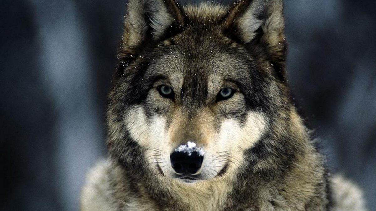 Одиночество про Волков