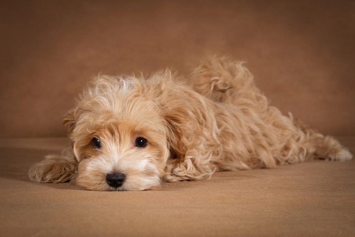 Мальтипу на заставку