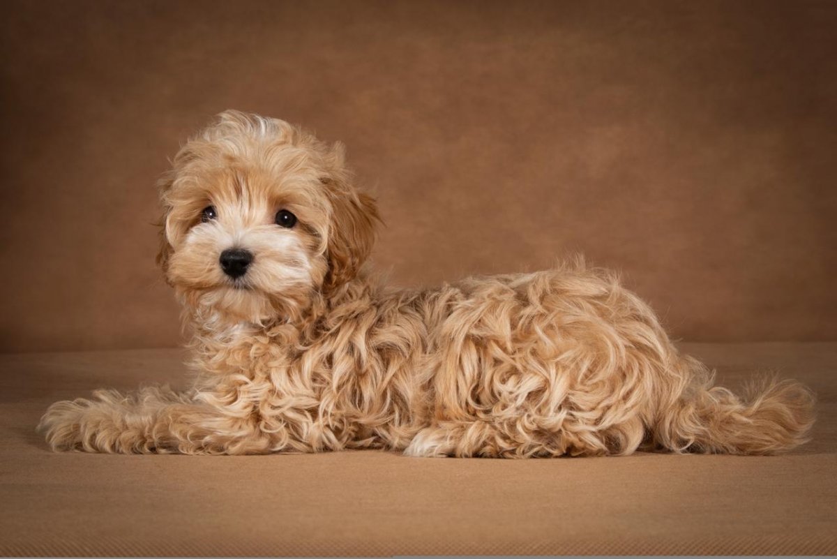 Мальтипу в одежде