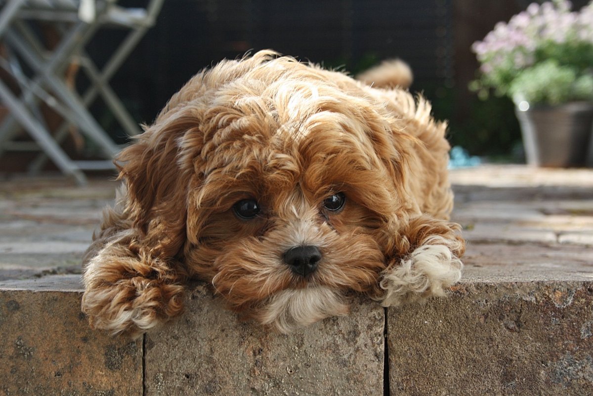 Мальтипу f11