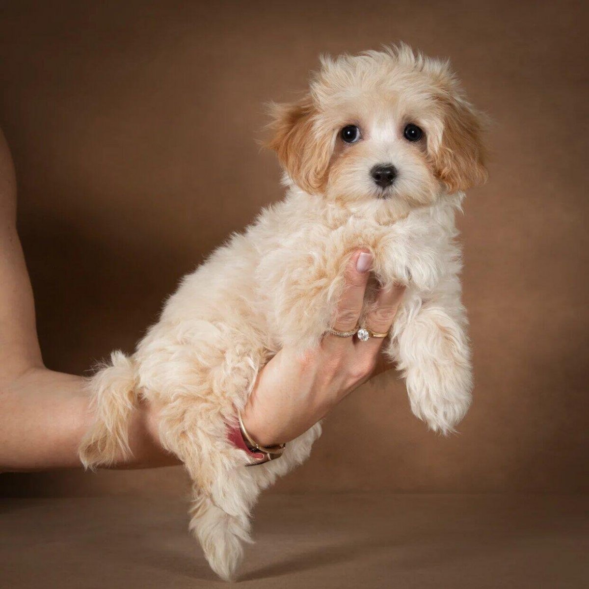 Той пудель мальтипу