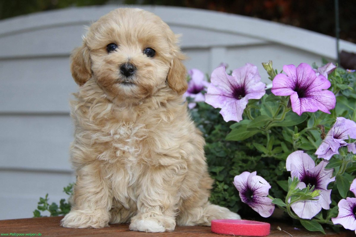 Мальтипу Купер