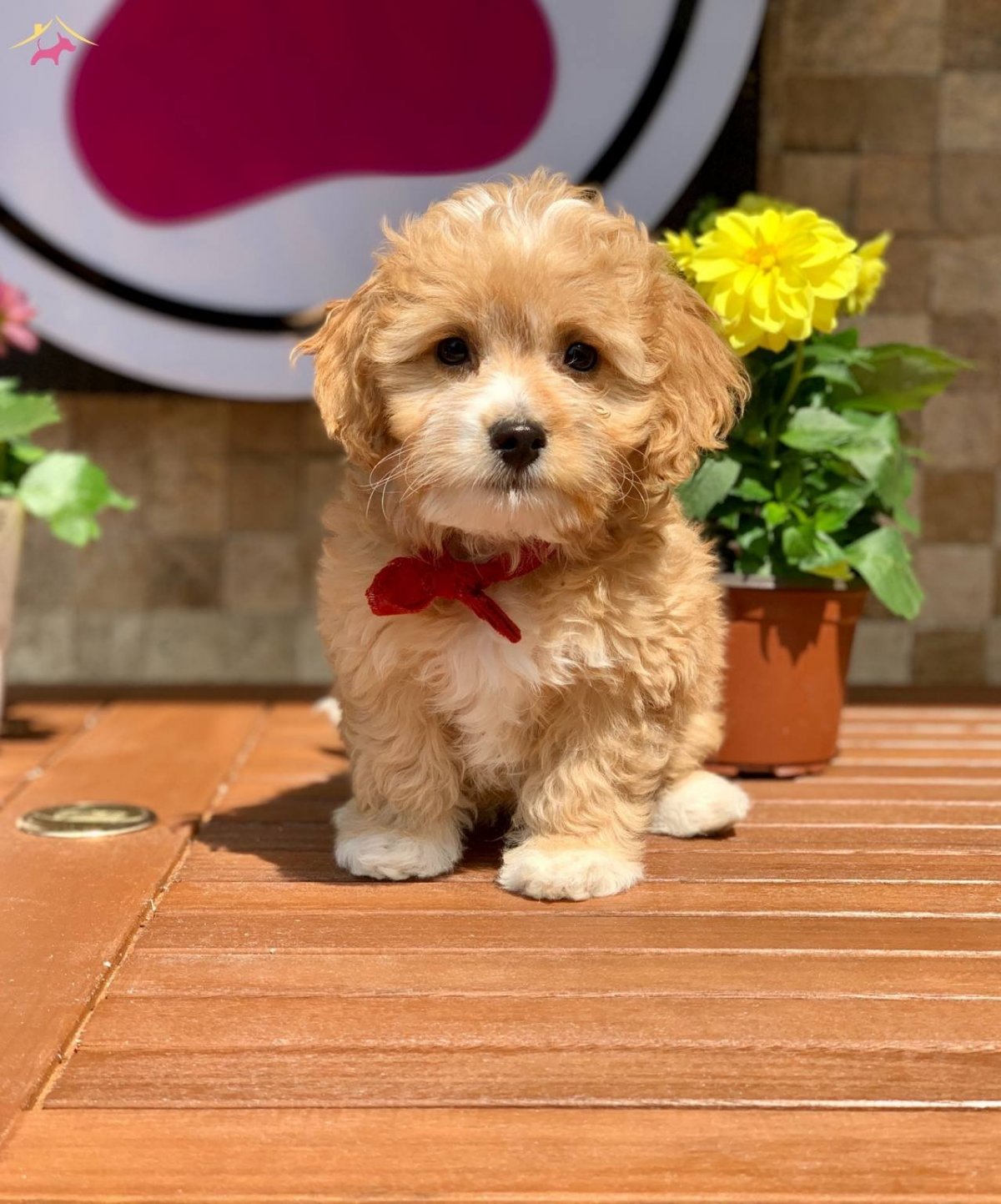 Мальтипу улыбается