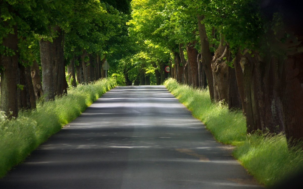 Липовая аллея Сокольники
