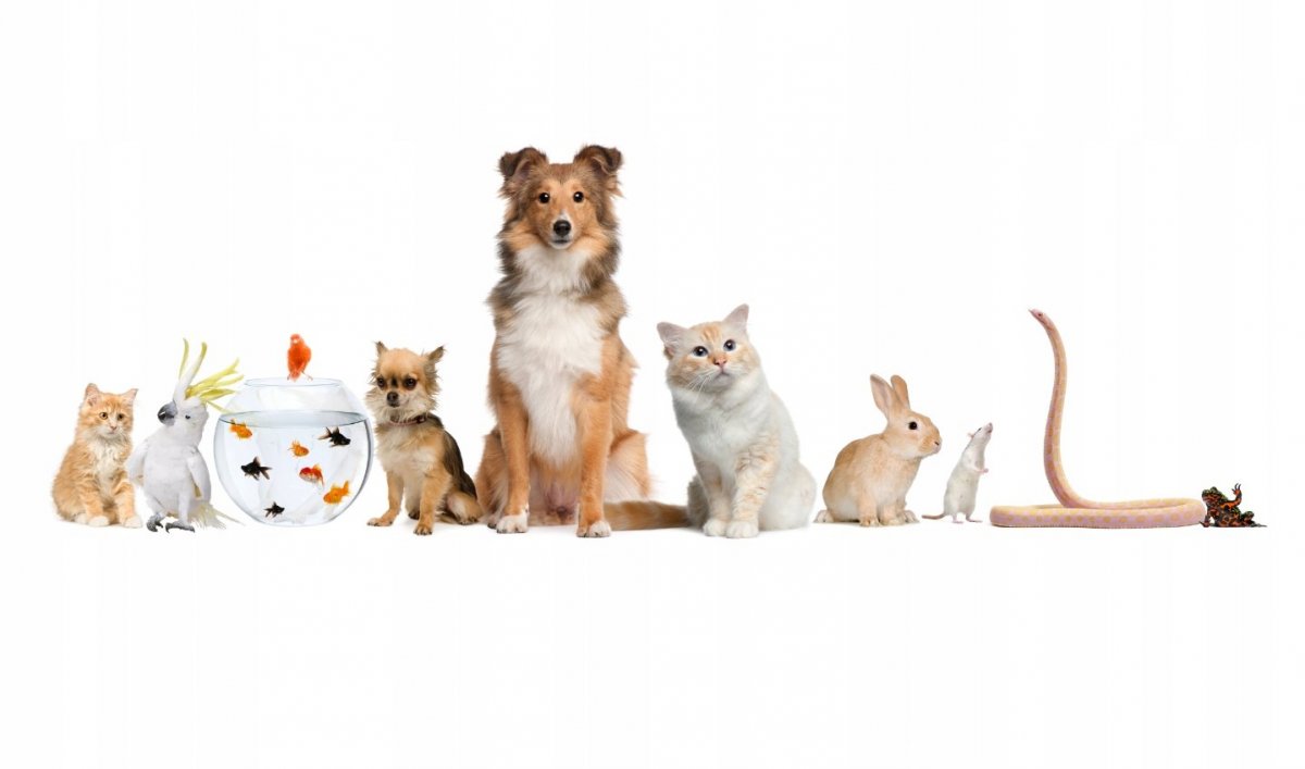 Щенок с плакатом