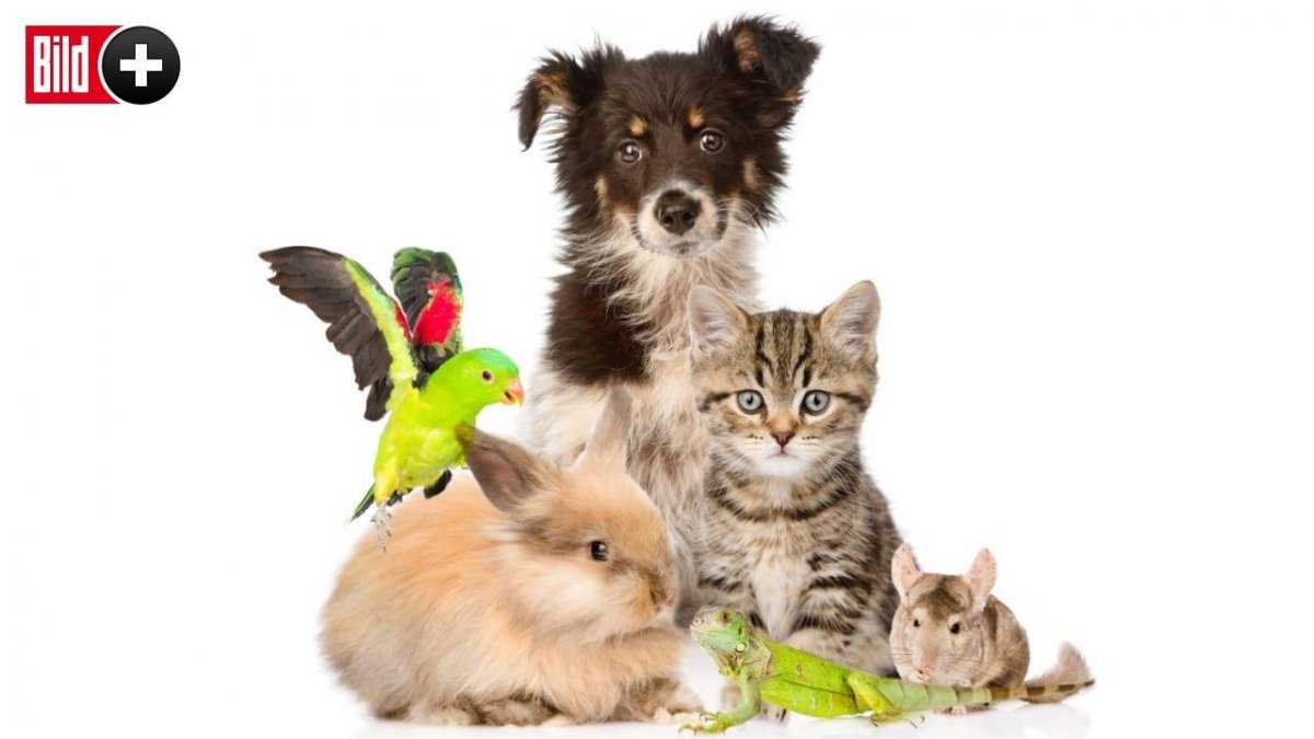 Сельскохозяйственные животные на белом фоне