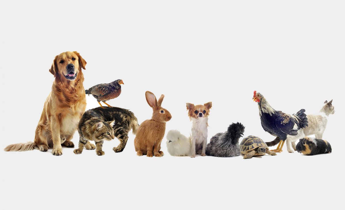 Фотообои собака