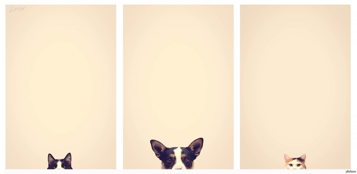 Фон с животными для текста