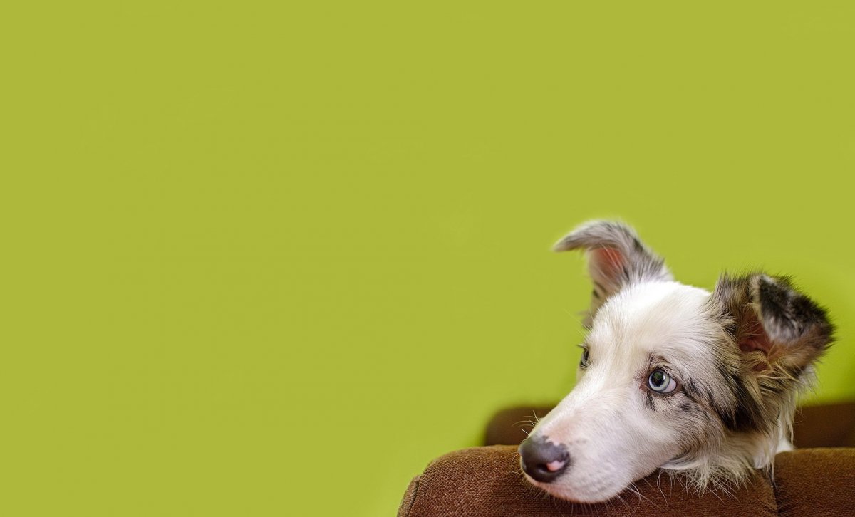 Ветеринарная клиника Кирово-Чепецк