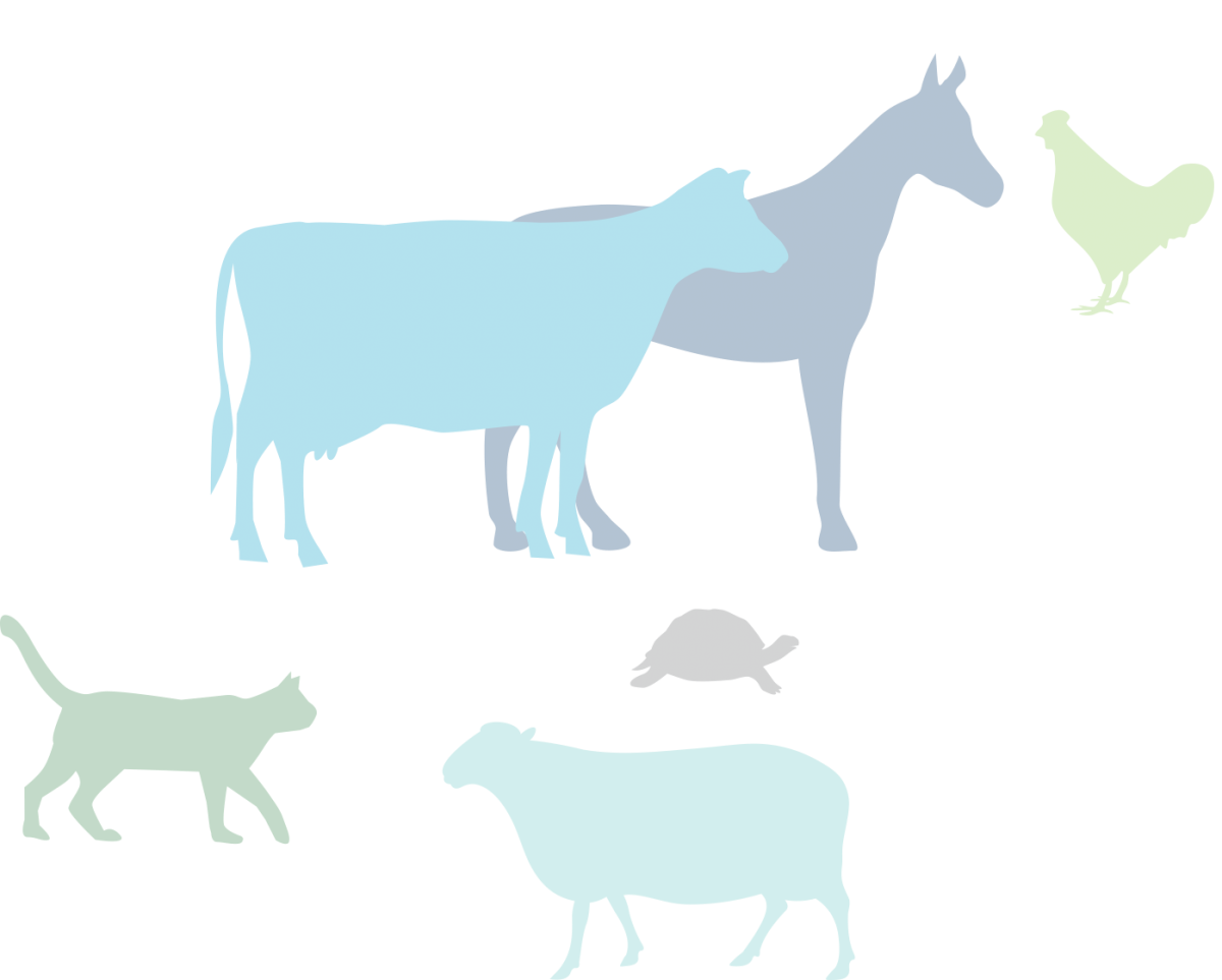 Фон для презентации по ветеринарии