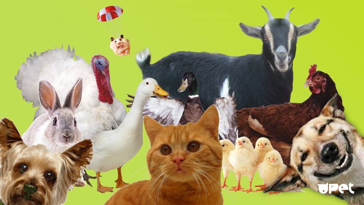 Sanderson 214021 коллекции Abracazoo