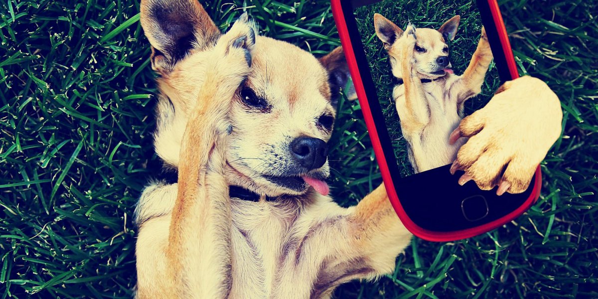 Животные Парижа