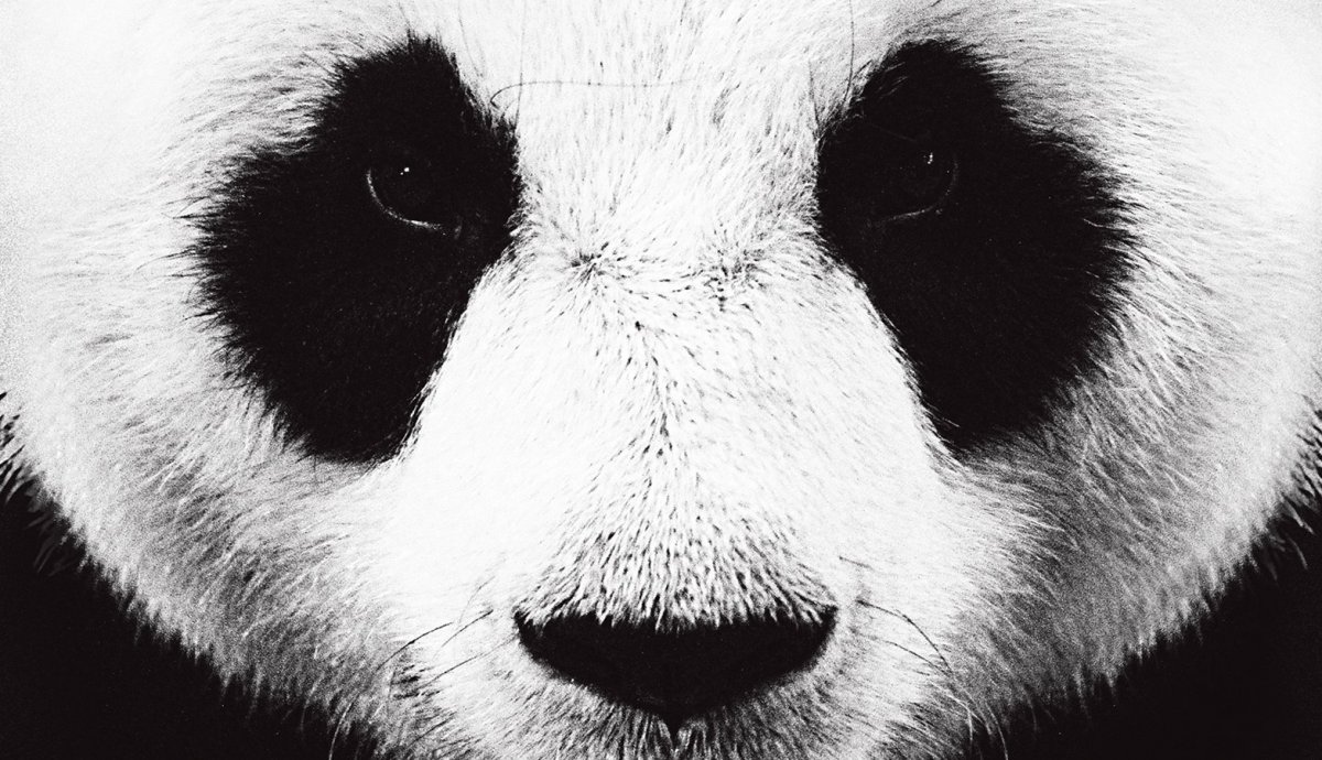 Панда Минимализм
