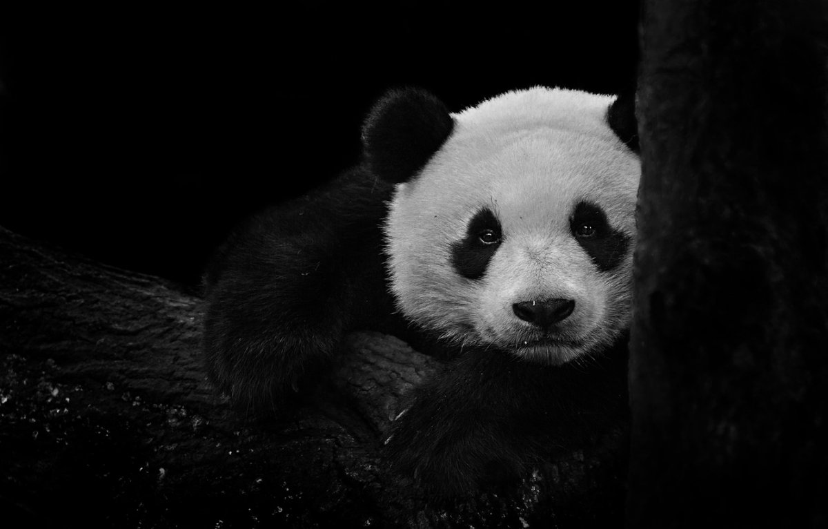 Панда на черном фоне